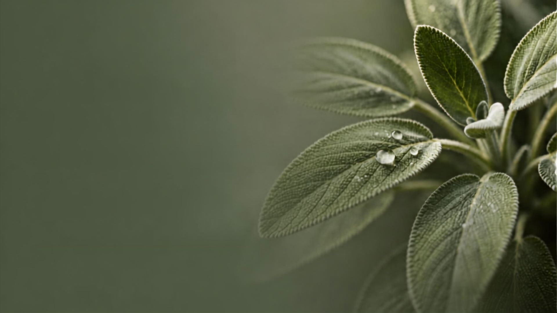 Folhas de sálvia com nervuras e gotas de água